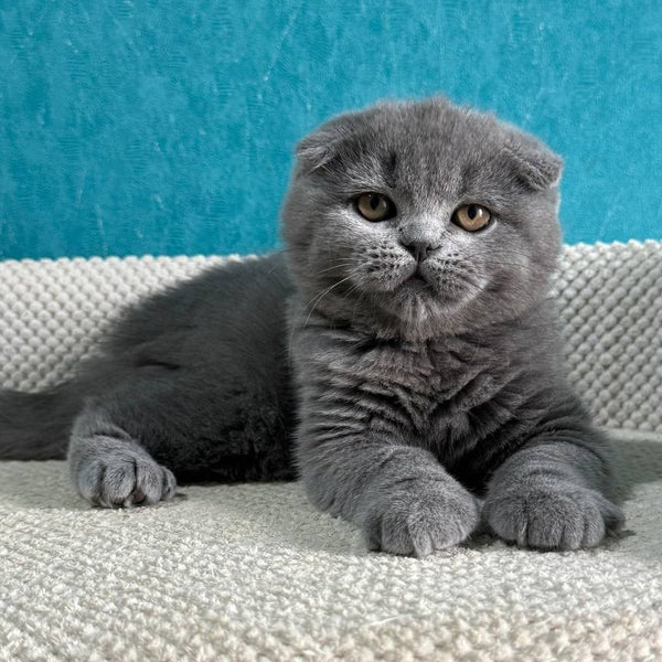 Barney Scottish Fold male, blue