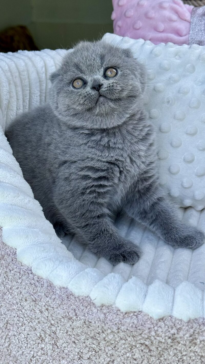 Tokyo Scottish Fold male, blue