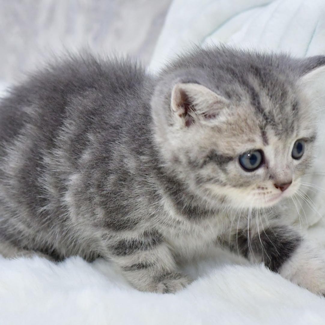 Luna Scottish Straight female, blue tabby