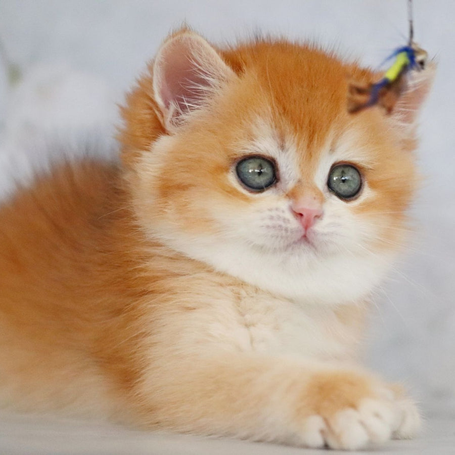 Zakhar British Shorthair male, black golden chinchilla