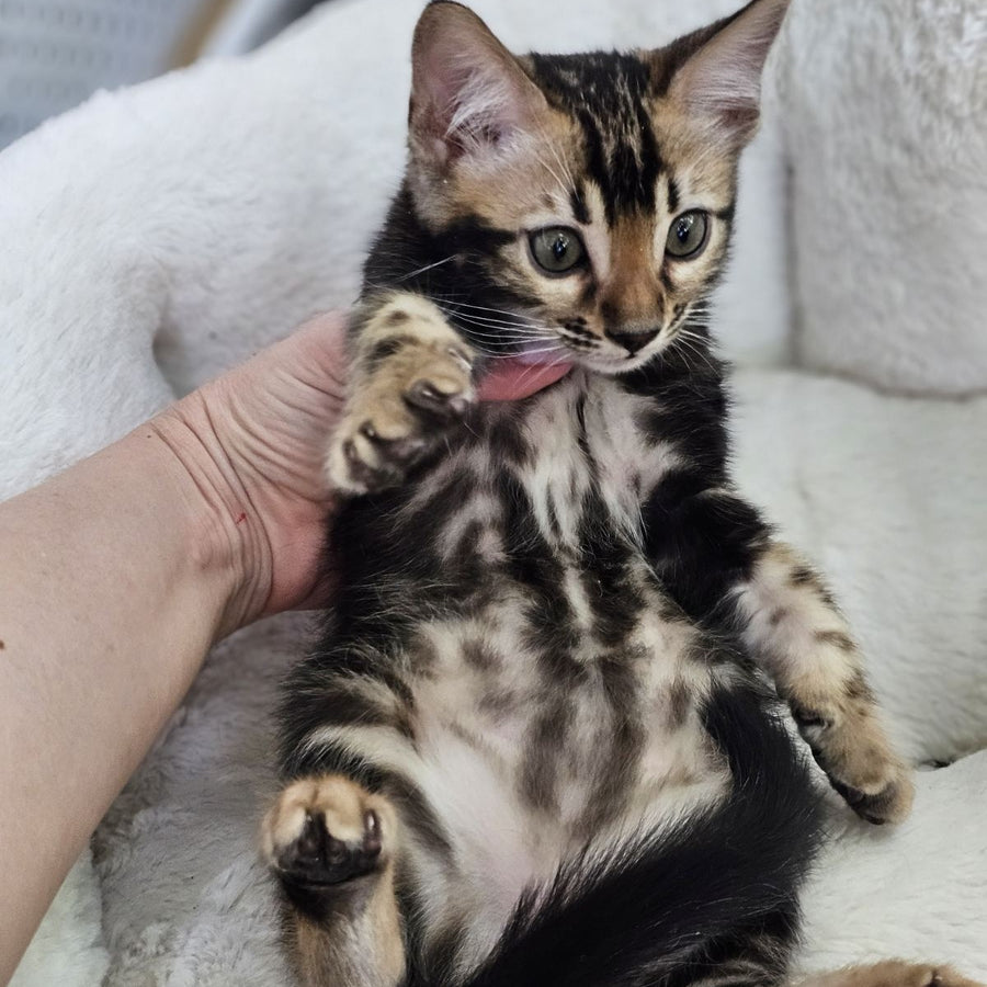 Toblerone Bengal male, black tabby