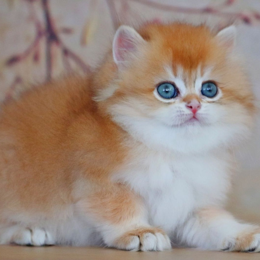 Yasmin British Longhair female, black golden shaded