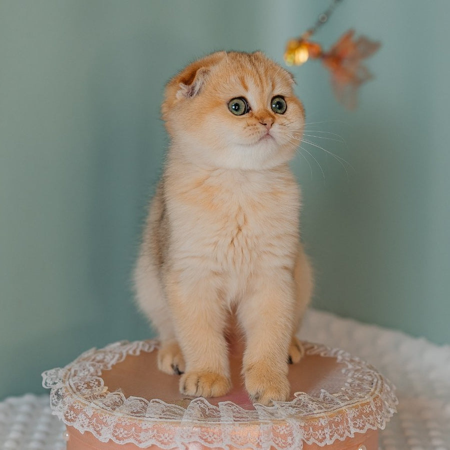 Feride Scottish Fold female, black golden shaded