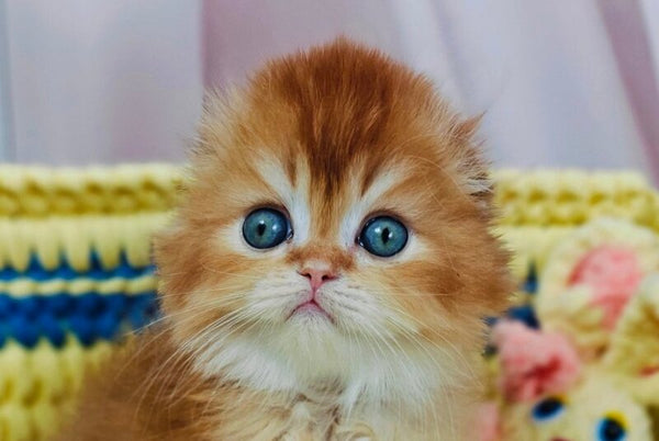 Bruno Scottish Fold male chocolate golden chinchilla live animals