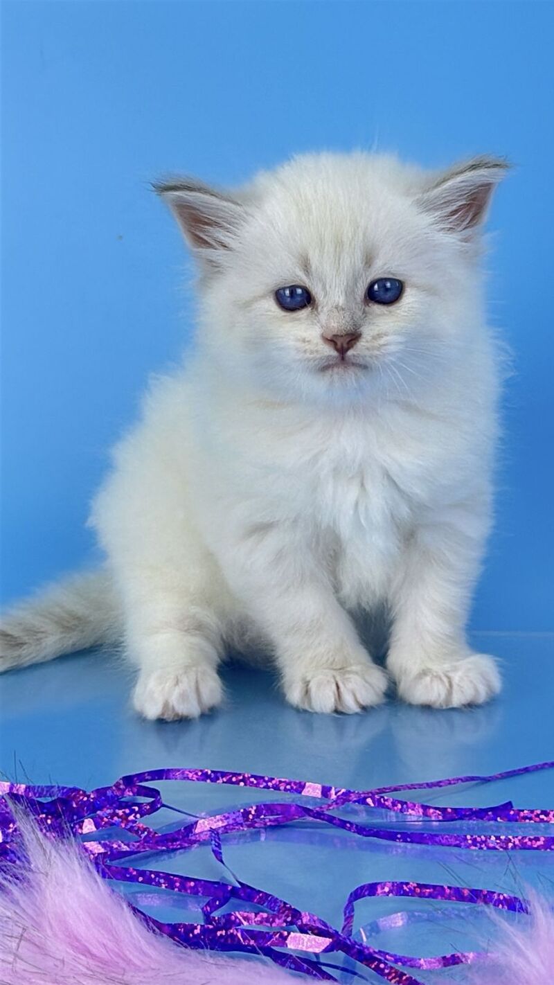 Windsor Siberian male blue tabby pointed with white - live animals