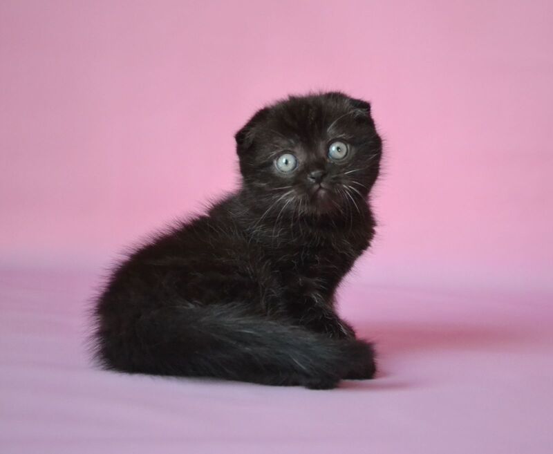 Mikola Scottish Fold male, black
