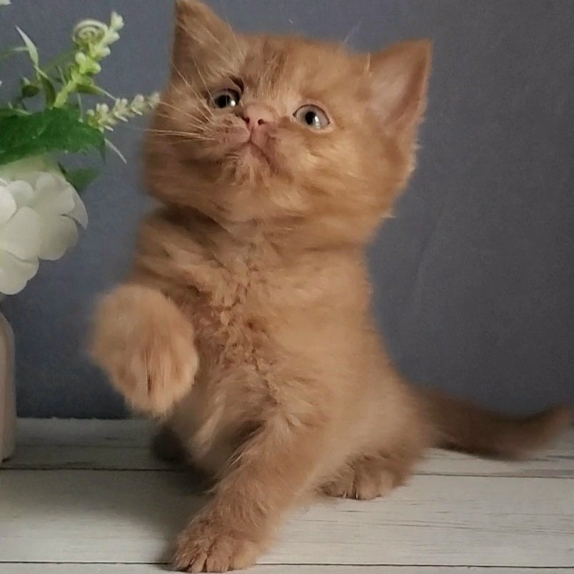 Fiona British Shorthair female, cinnamon