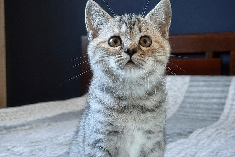 Jakonda Scottish Straight female, black tortie silver spotted tabby