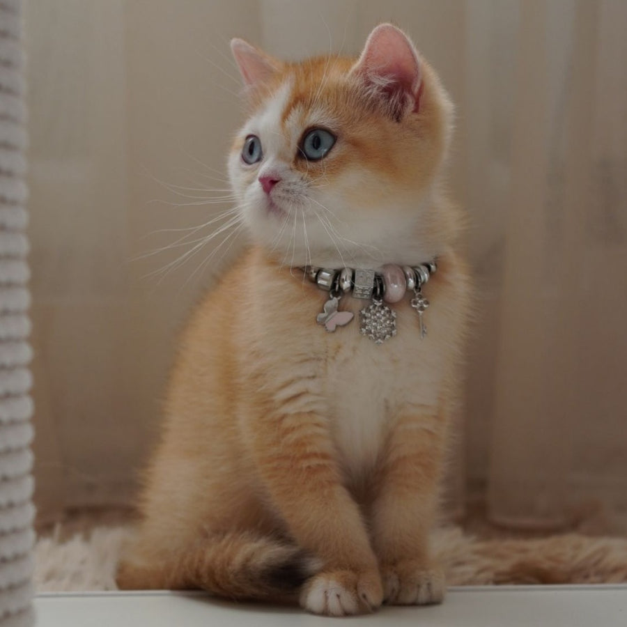 Veronica British Shorthair female, chocolate tortie golden chinchilla with white