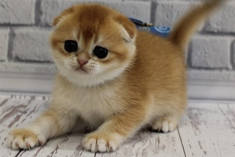 Gelios Scottish Fold male, black golden shaded