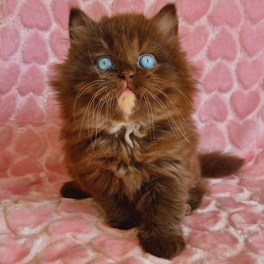 Izolda British Longhair female, chocolate with white