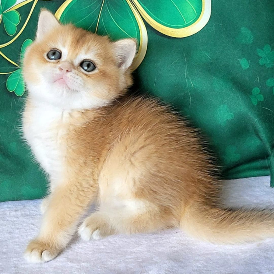 Yanek British Shorthair male, black golden chinchilla