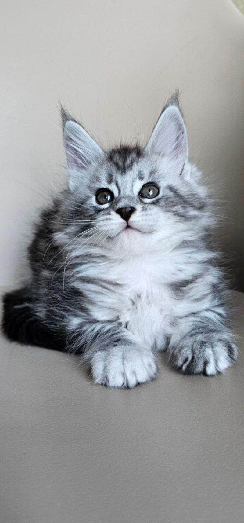 Elisaveta Maine Coon female, black silver tabby