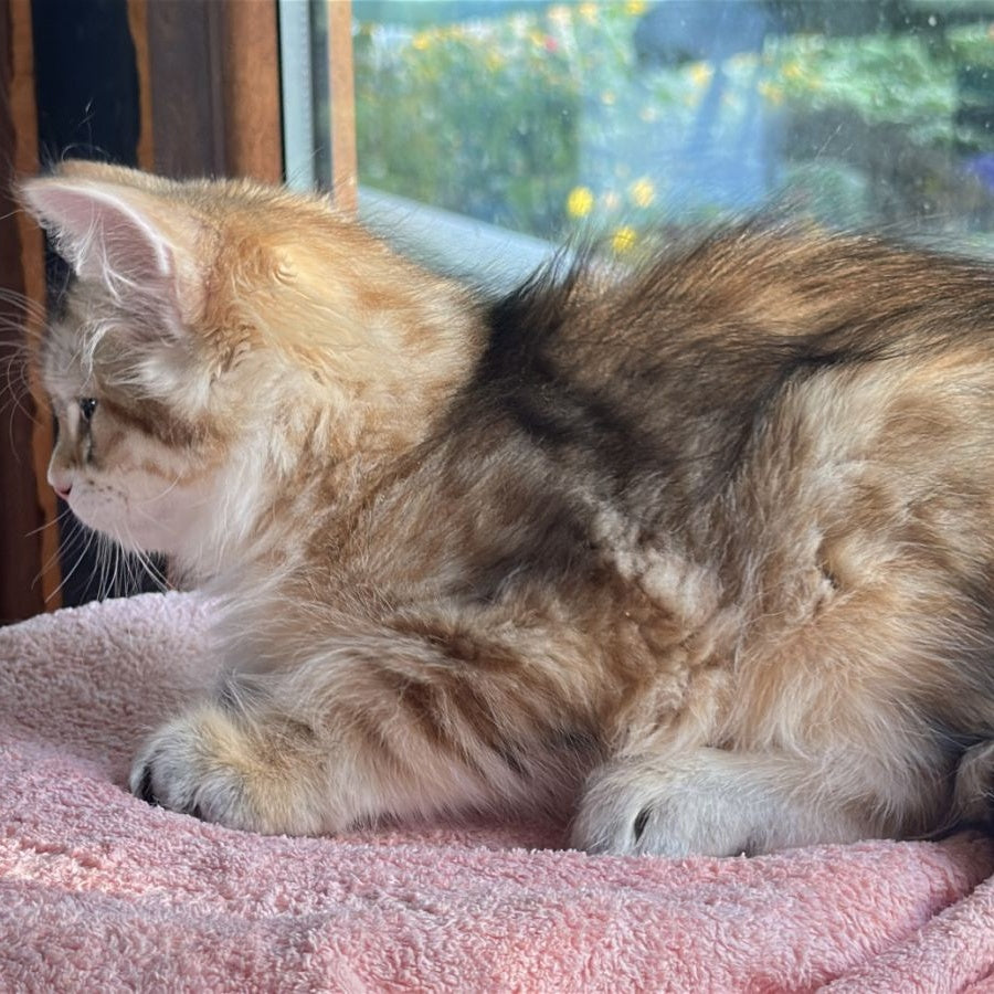 Yukon Siberian male, black golden tabby