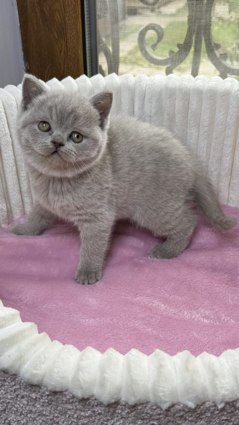 Blanca Scottish Straight female, lilac