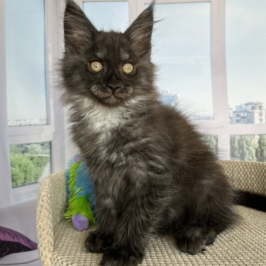 Ronald Maine Coon male, black silver