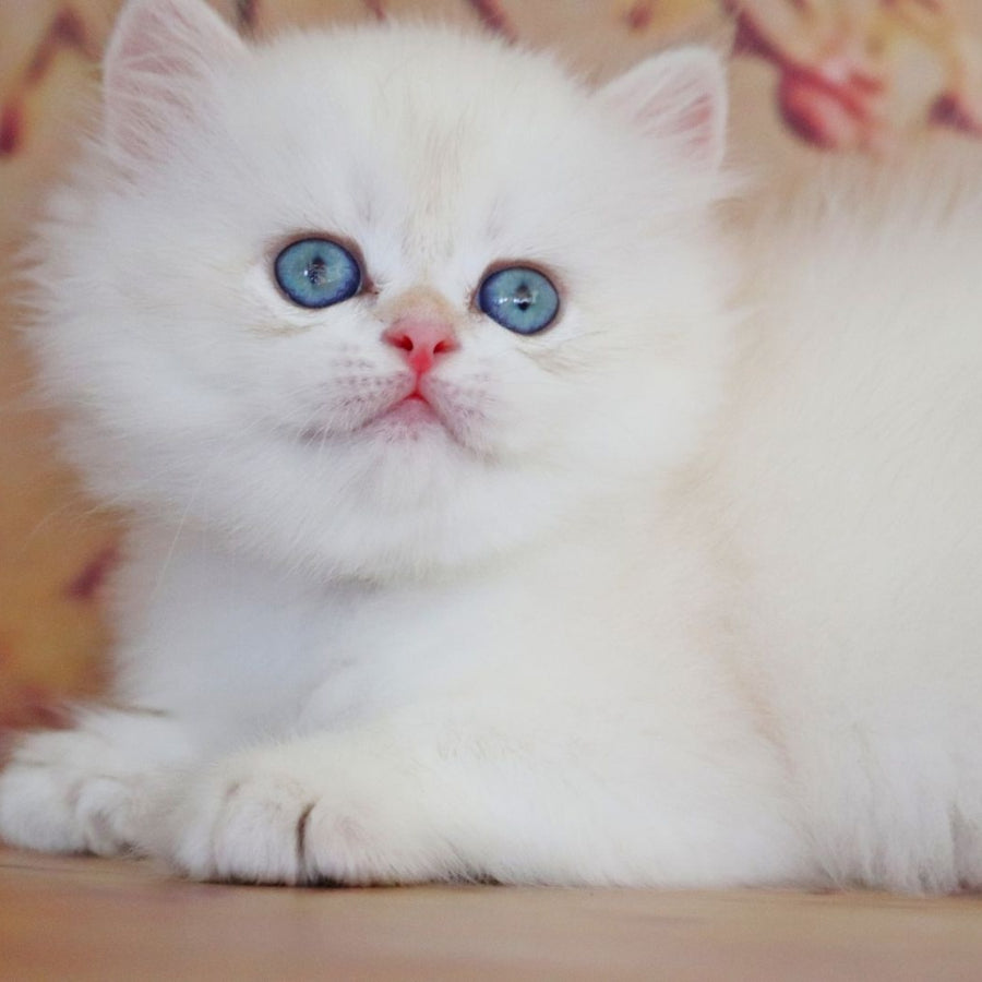 Yara British Longhair female, black golden shaded pointed