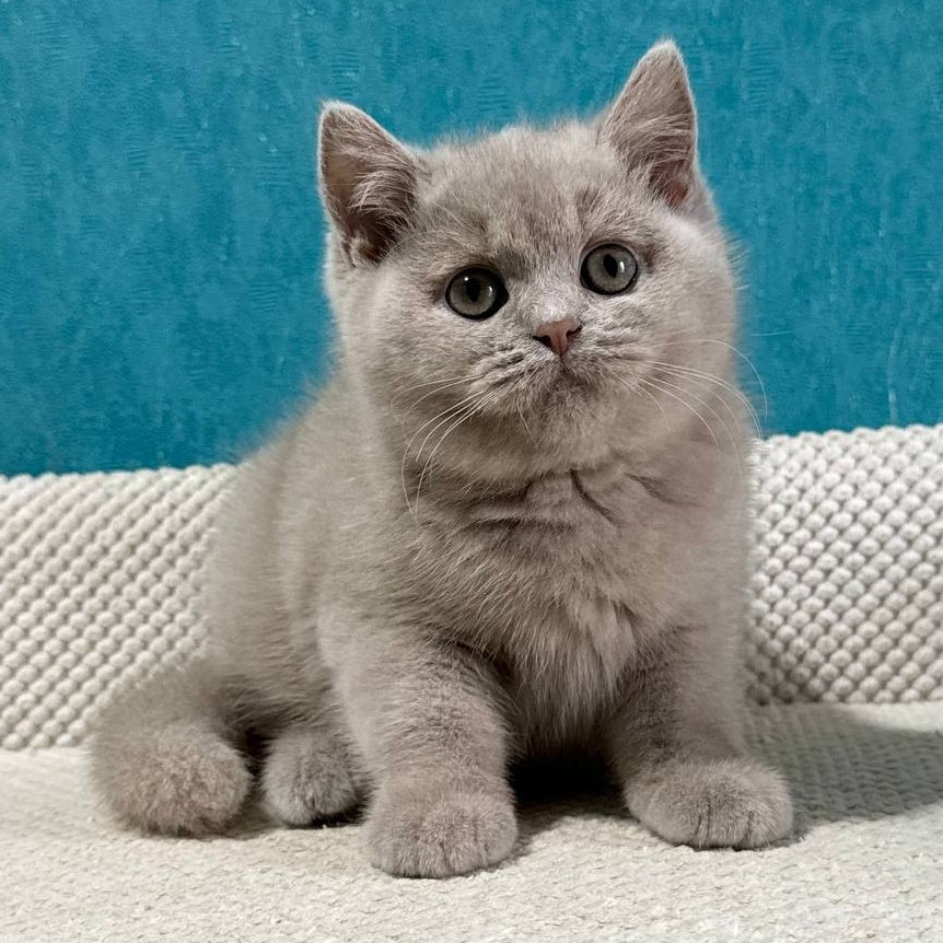 Bonya British Shorthair female, fawn