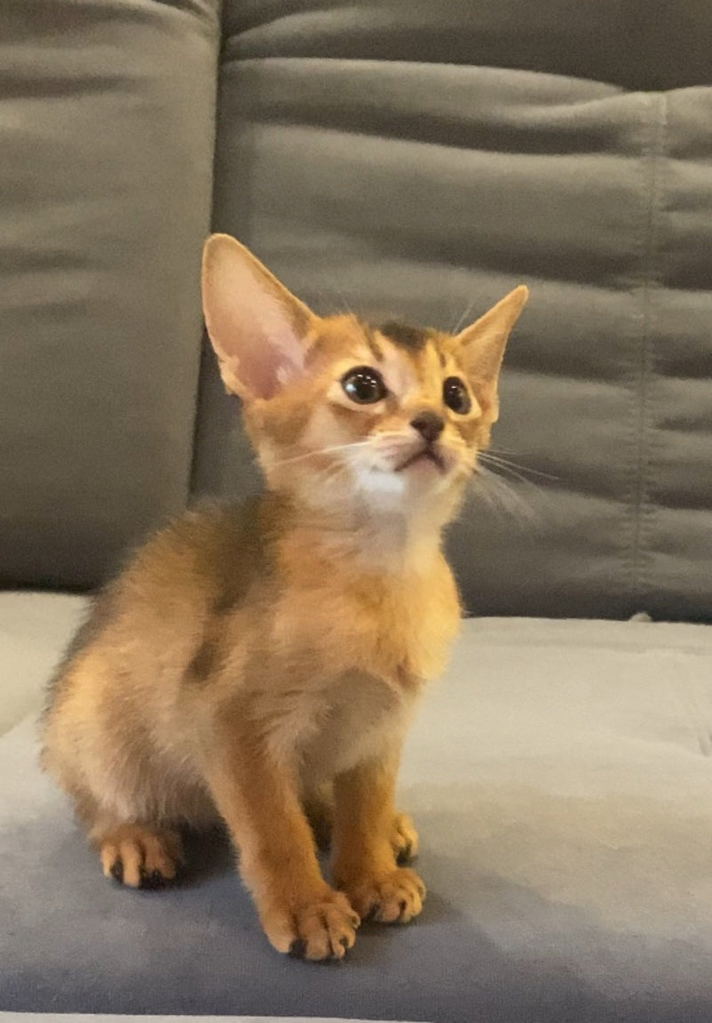 Donna Abyssinian female, blue