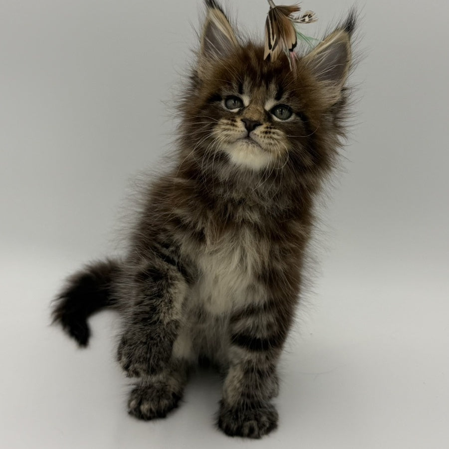 Zeus Maine Coon male, black tabby