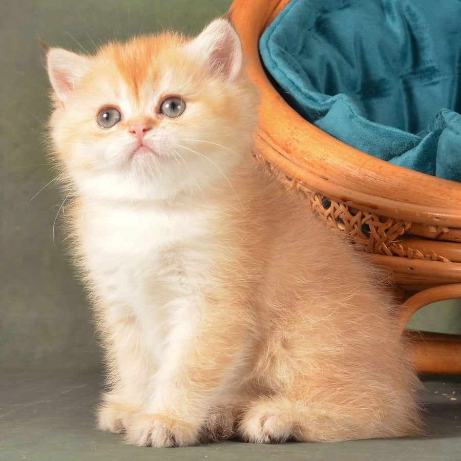 Paulina British Shorthair female, chocolate golden shaded