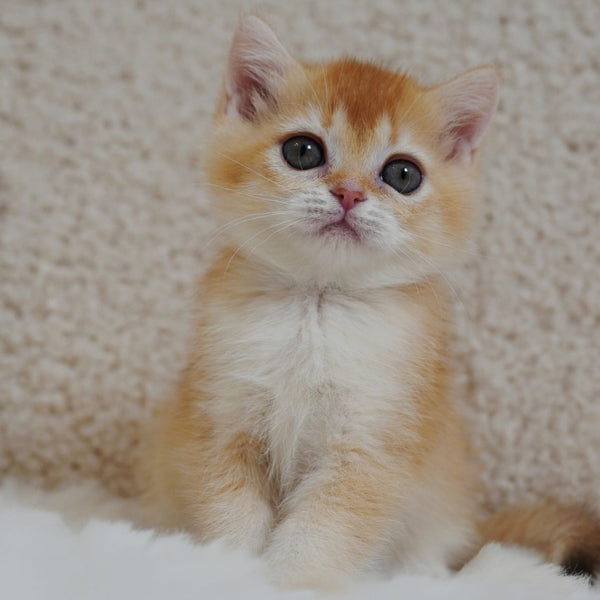Xanthe British Shorthair female, chocolate golden chinchilla