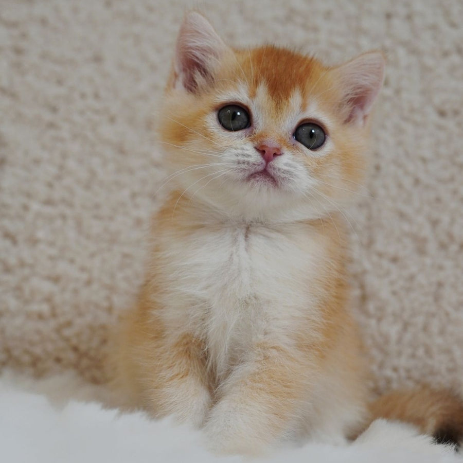 Xanthe British Shorthair female, chocolate golden chinchilla