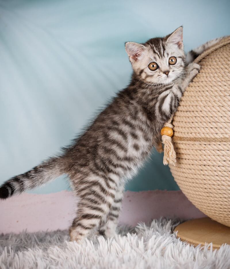 Uma Scottish Straight female, black silver spotted tabby