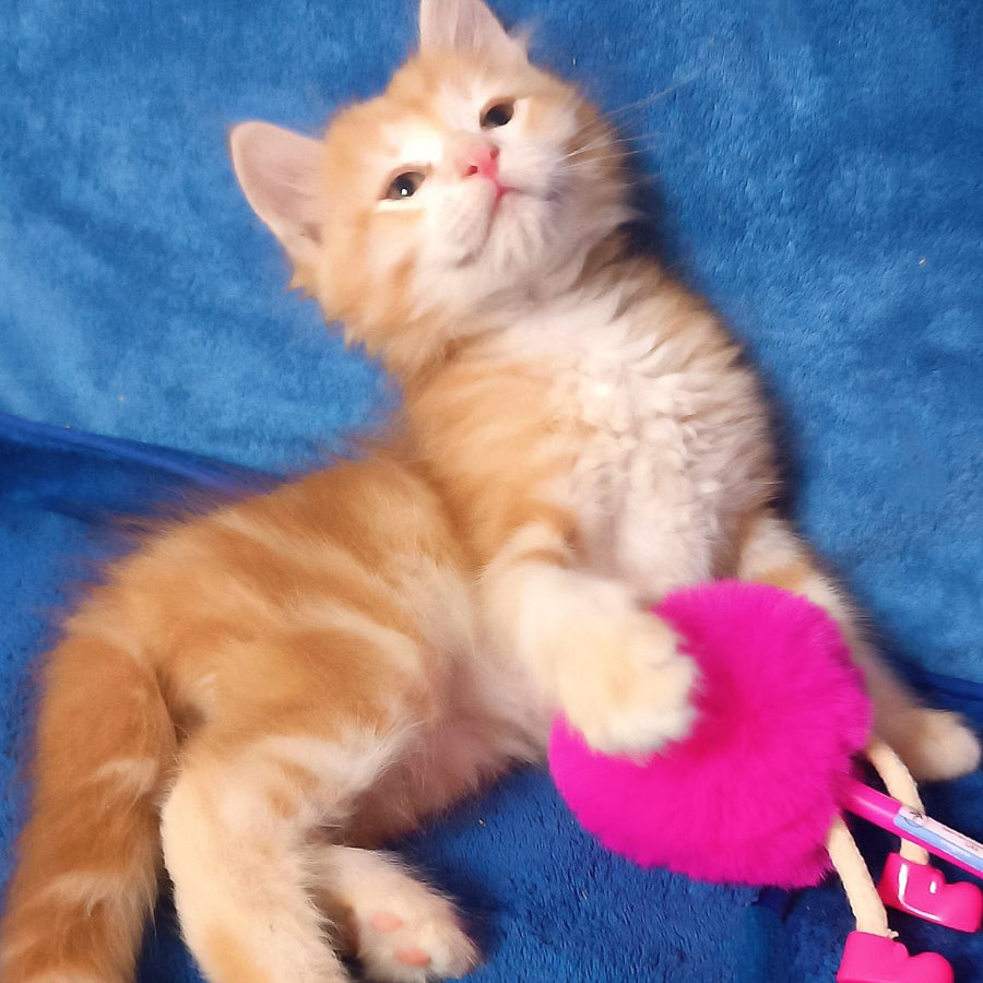 Elvis Siberian male, red tabby