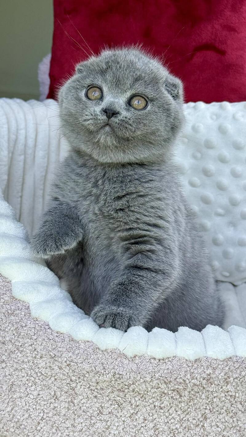 Toby Scottish Fold male, blue