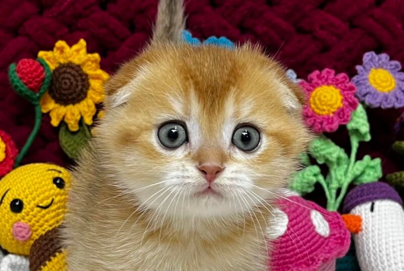 Buffy Scottish Fold female, black golden chinchilla