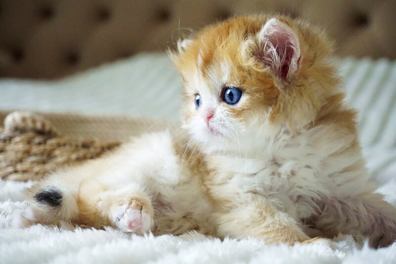Jina British Longhair female, black golden shaded