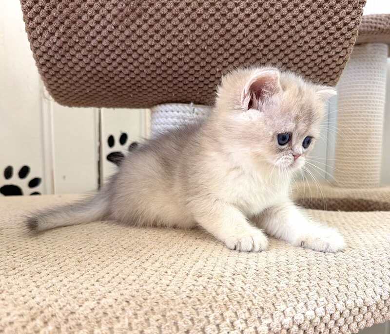Caramelka British Shorthair female, blue golden shaded