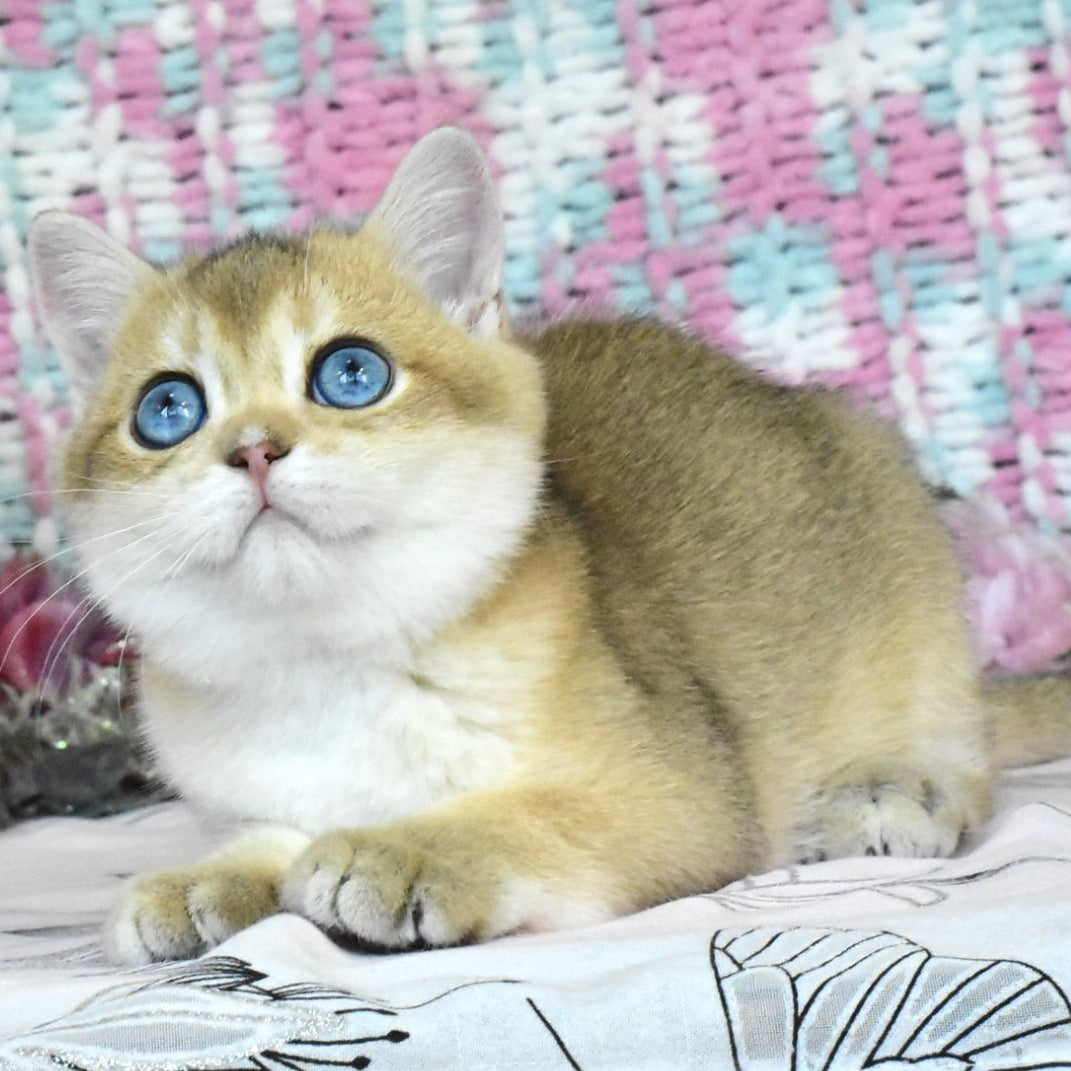 Hardy British Shorthair male, black golden shaded