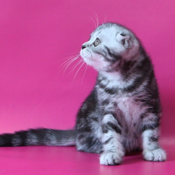 Sienna Scottish Fold female, black silver tabby