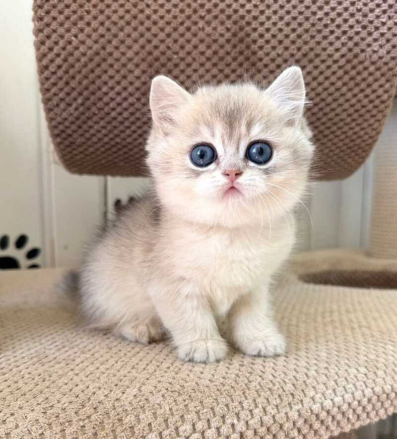 Cristian British Shorthair male, blue golden shaded