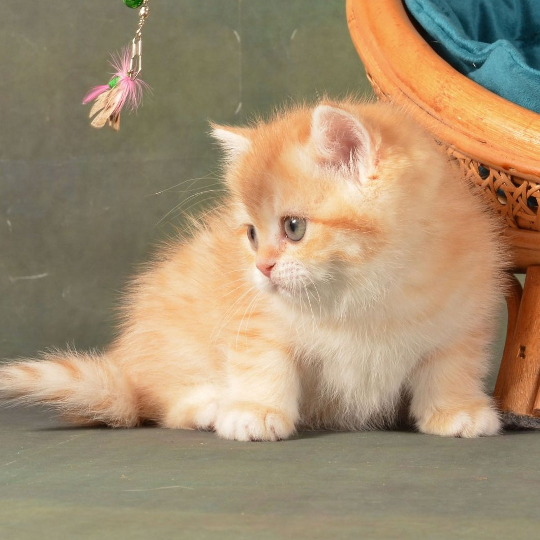 Ponochka British Shorthair female, cinnamon golden chinchilla