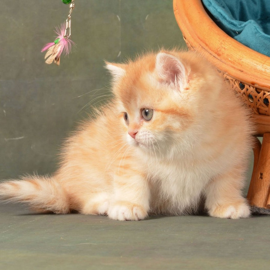 Ponochka British Shorthair female, cinnamon golden chinchilla