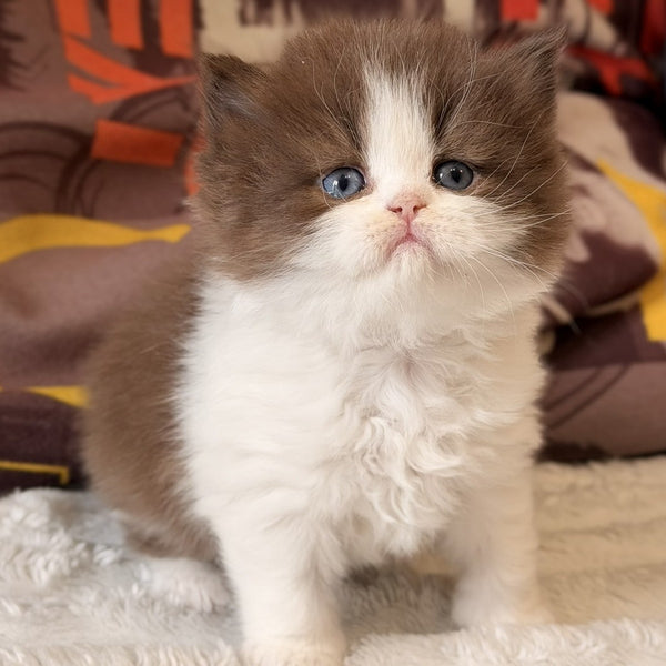 Amber British Longhair female, chocolate bicolour