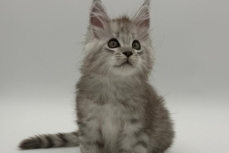 Million Maine Coon male, black silver spotted tabby