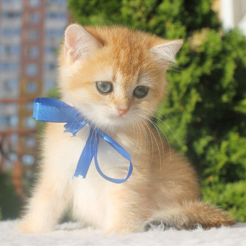 Hasan British Shorthair male, black golden shaded