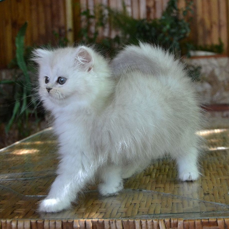 Periel British Longhair female, black silver shaded