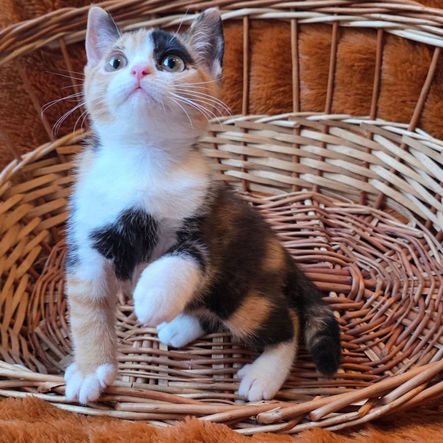 Barva British Shorthair female, black tortie bicolour