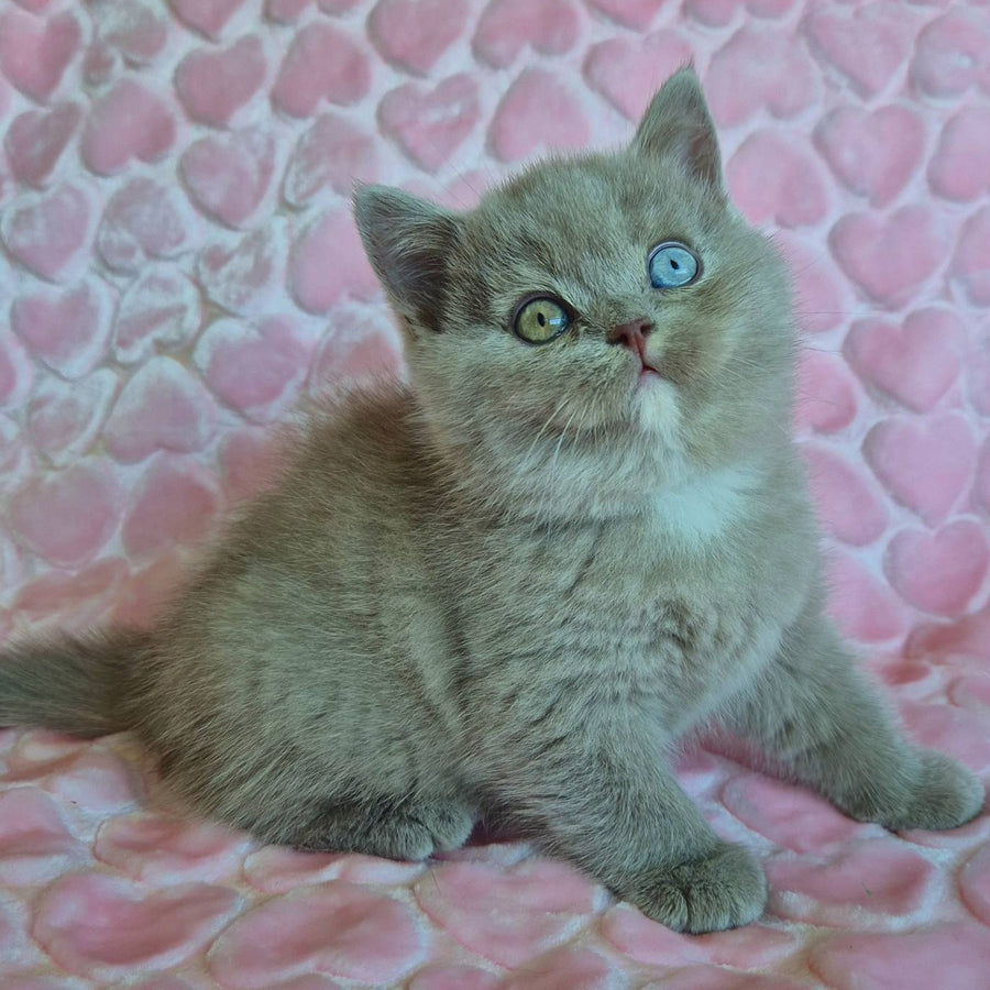 Jessica British Shorthair female, lilac with white