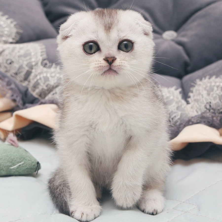 Haiden Scottish Fold female, black silver shaded