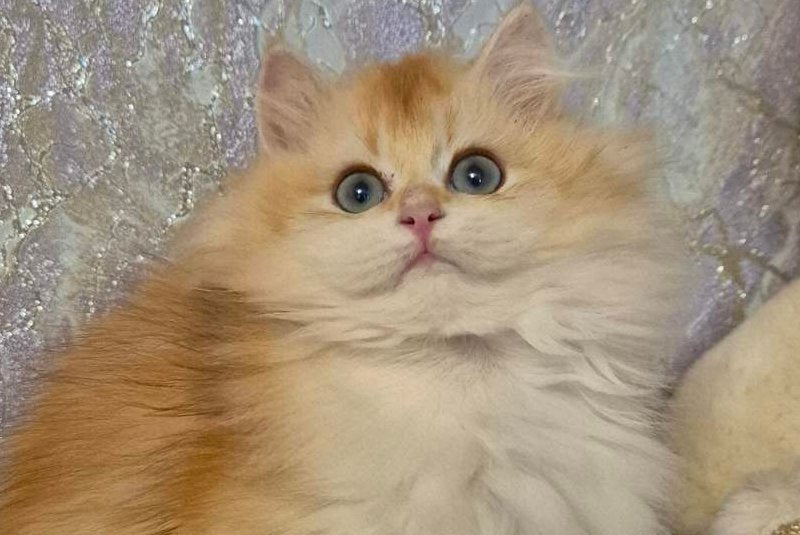Mikki British Longhair female, black golden chinchilla
