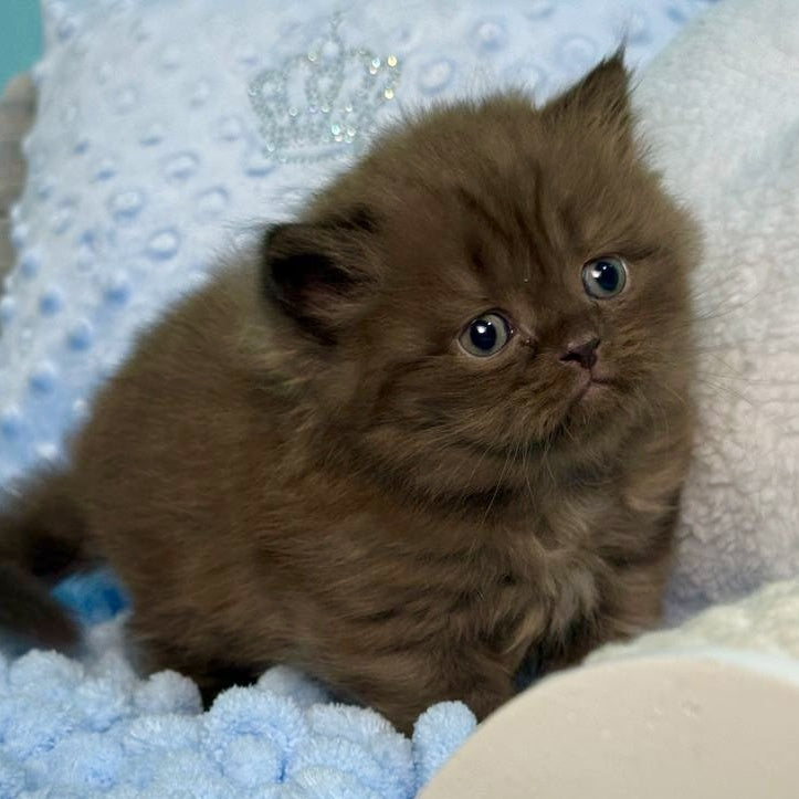 Eros Scottish Straight male, chocolate