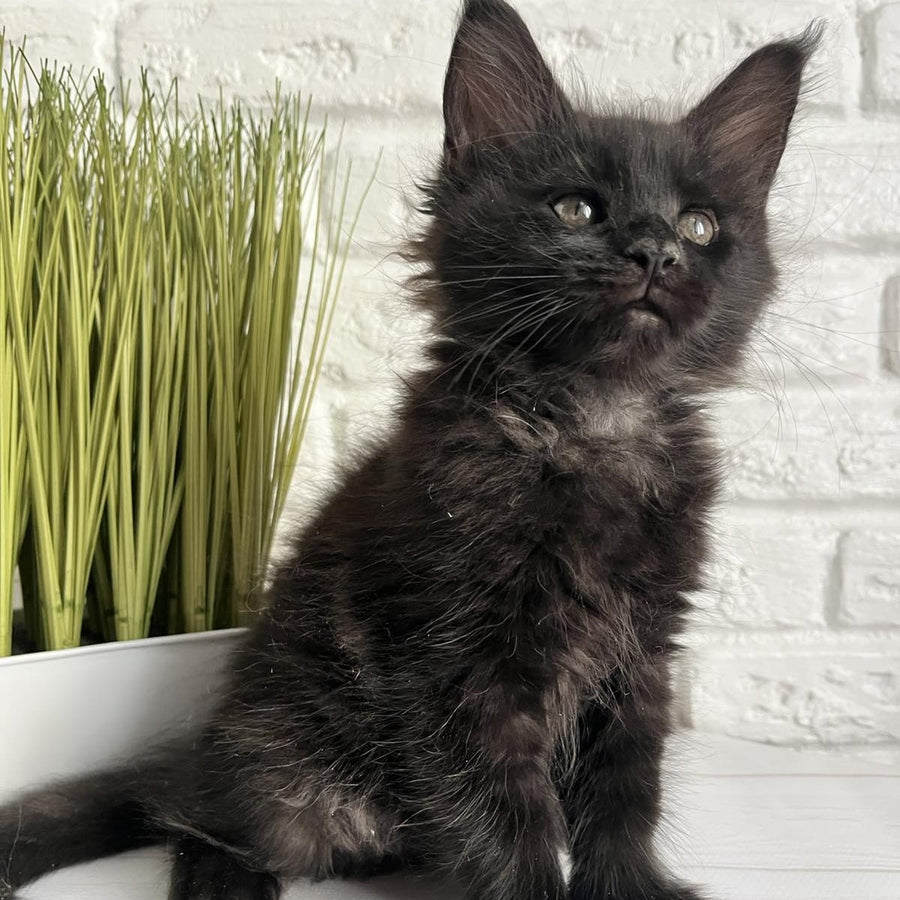 Kenzo Maine Coon male, black