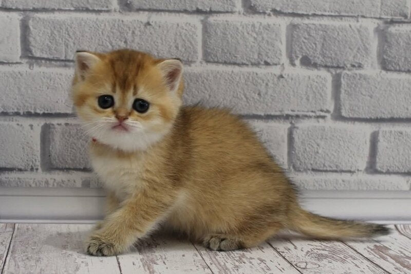 Grey's Scottish Straight female, black golden ticked tabby