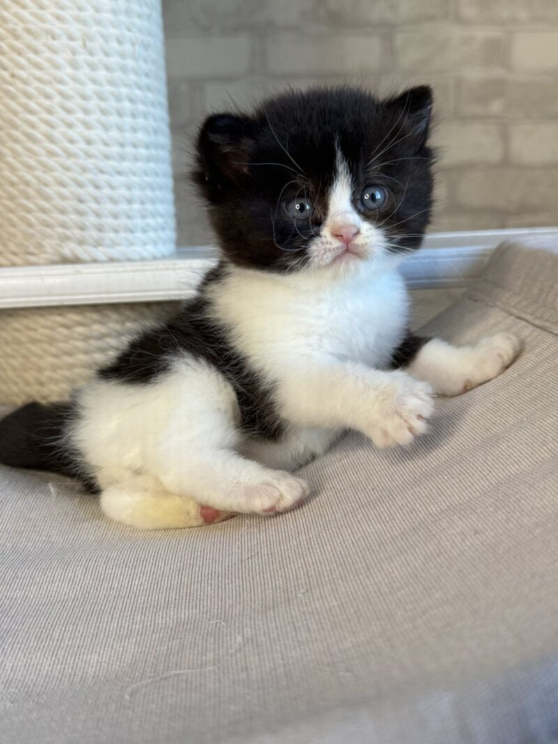 Luntik British Shorthair male, black bicolour